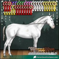 Horse Color:White Spotted Buckskin Dun Sabino Splash Blanket Rabicano 