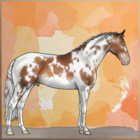 Horse Color:Gray White Spotted Silver Sable Champagne Tobiano
