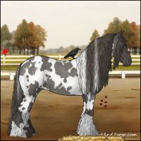 Horse Color:White Spotted Smoky Blue Roan 