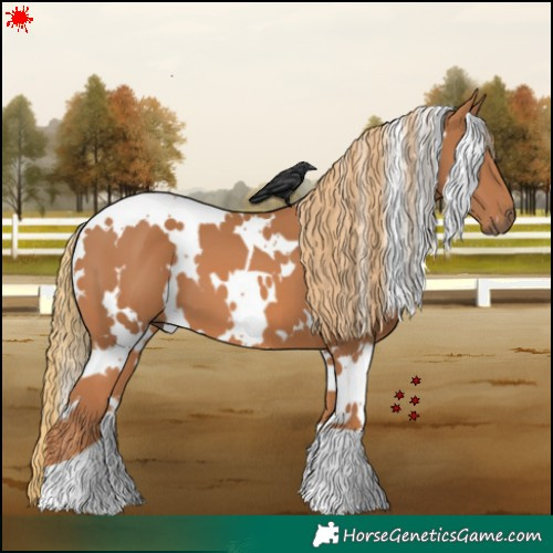 Horse Color:White Spotted Chestnut 
