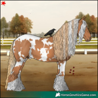 Horse Color:White Spotted Chestnut 
