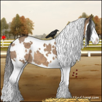 Horse Color:White Spotted Bay Dun Splash 