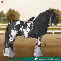 Horse Color:White Spotted Black
