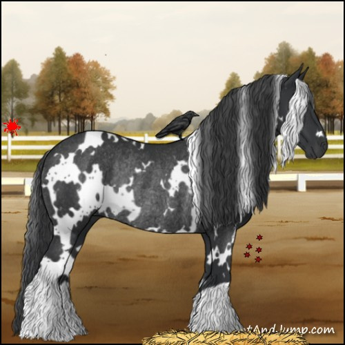 Horse Color:White Spotted Black Rabicano 