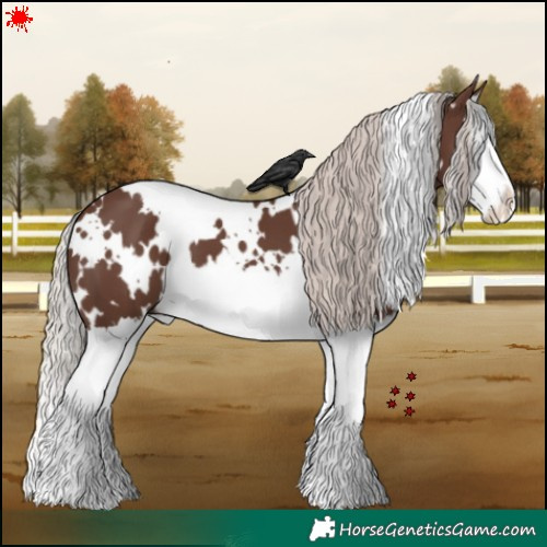 Horse Color:White Spotted Silver Black Splash 