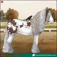 Horse Color:White Spotted Silver Black Splash