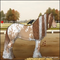 Horse Color:White Spotted Red Dun Appaloosa 