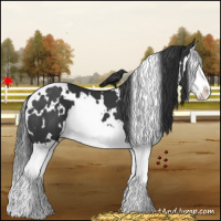 Horse Color:White Spotted Black Splash