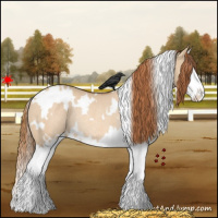 Horse Color:White Spotted Red Dun Splash Rabicano