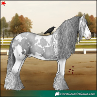 Horse Color:White Spotted Black Splash