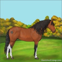 Horse Color:Bay 
