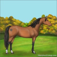 Horse Color:Bay 
