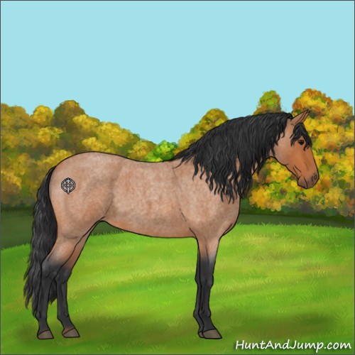 Horse Color:Bay Roan 