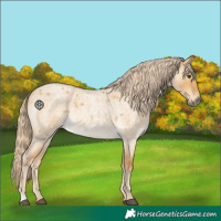 Horse Color:Palomino Roan Dun
