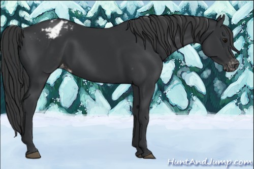 Horse Color:Black Appaloosa
