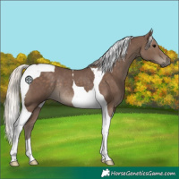 Horse Color:Silver Black Tobiano Rabicano 