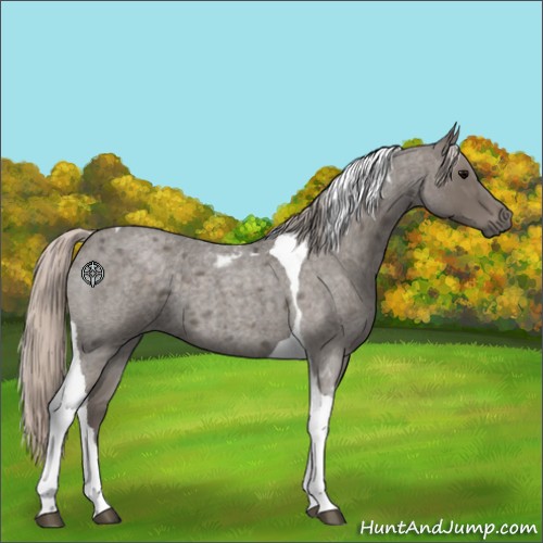 Horse Color:Silver Blue Roan Tobiano 