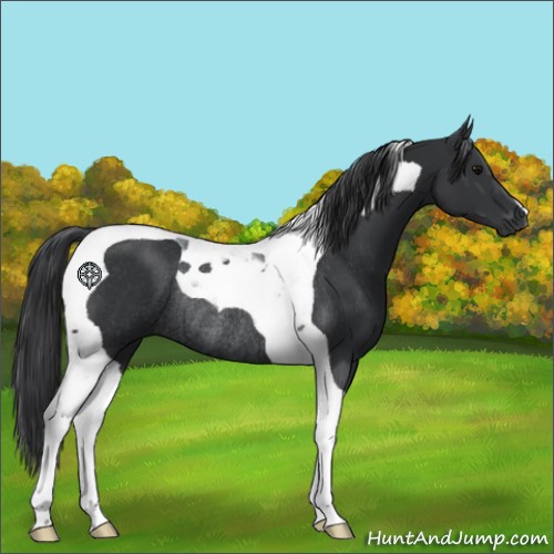Horse Color:Black Tobiano Rabicano