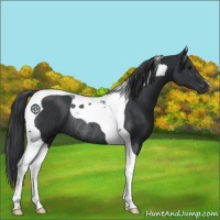 Horse Color:Black Tobiano Rabicano 