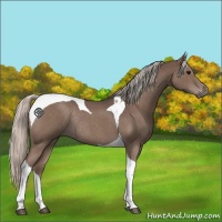 Horse Color:Silver Blue Roan Tobiano Rabicano 