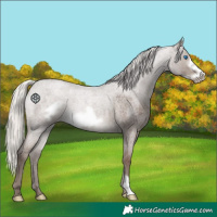 Horse Color:Silver Blue Roan Frame 