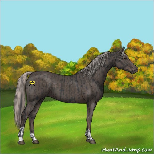 Horse Color:Black  and Silver Black 
