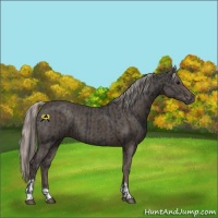 Horse Color:Black  and Silver Black 