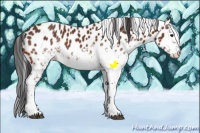 Horse Color:White Spotted Bay Appaloosa 