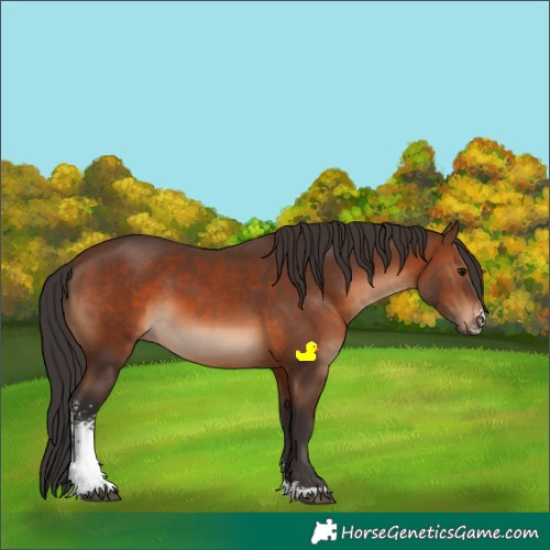 Horse Color:Brown Sabino