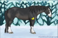 Horse Color:Black Sabino Splash 