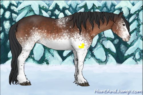 Horse Color:White Spotted Brown Rabicano