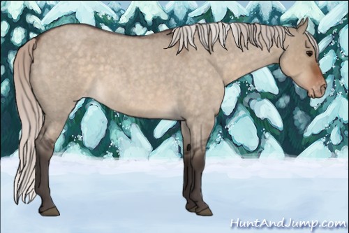 Horse Color:Silver Brown Roan Dun Appaloosa 