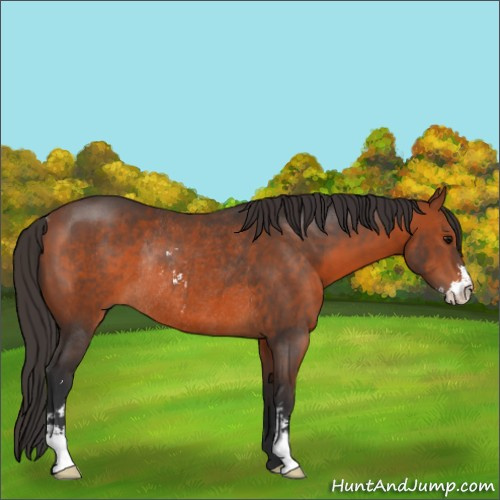 Horse Color:Bay Sabino Rabicano 