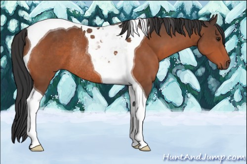 Horse Color:Brown Tobiano Rabicano