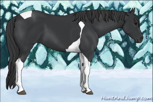 Horse Color:Black Tobiano