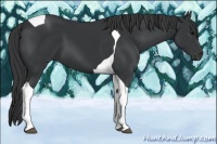 Horse Color:Black Tobiano 