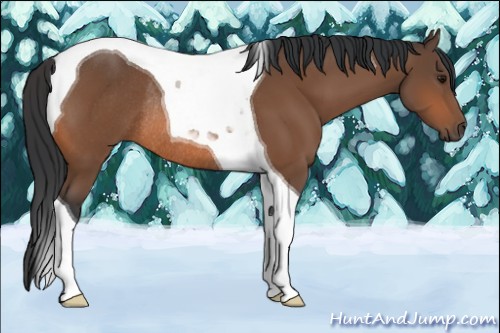Horse Color:Bay Tobiano Rabicano