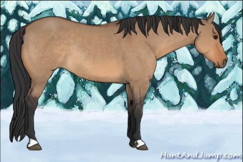 Horse Color:Bay Dun Rabicano