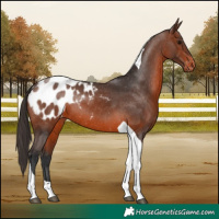 Horse Color:Brown Tobiano Appaloosa Rabicano 