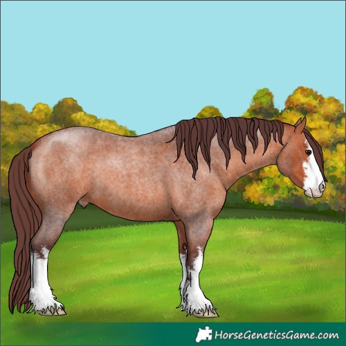 Horse Color:White Spotted Chocolate Bay Roan 