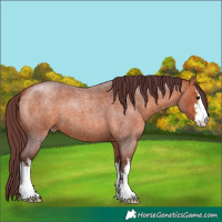 Horse Color:White Spotted Chocolate Bay Roan 