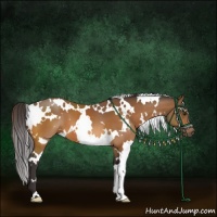 Horse Color:White Spotted Buckskin