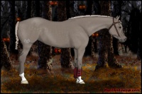 Horse Color:Silver Grullo 