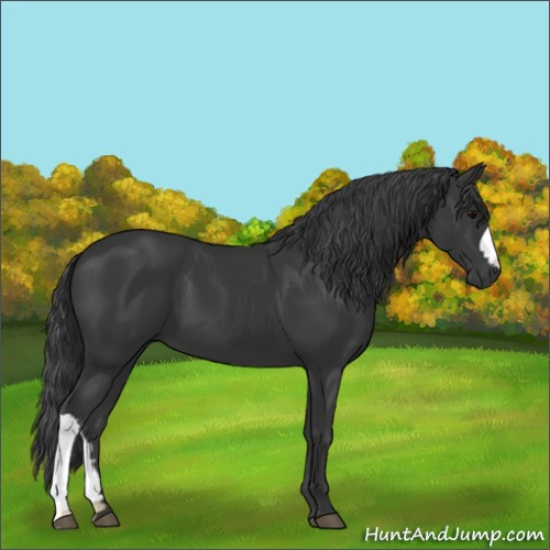 Horse Color:Black 