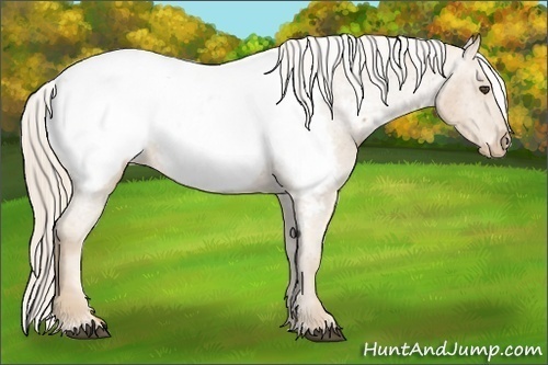 Horse Color:Palomino Near Fewspot