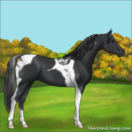Horse Color:Black Tobiano 