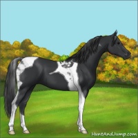Horse Color:Black Tobiano 