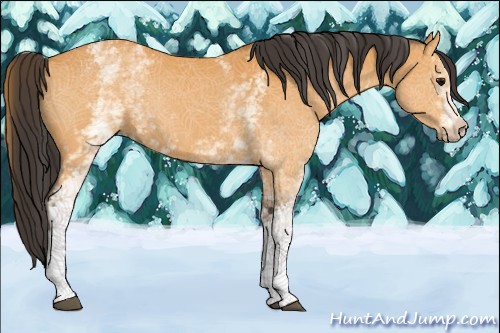 Horse Color:White Spotted Buckskin 