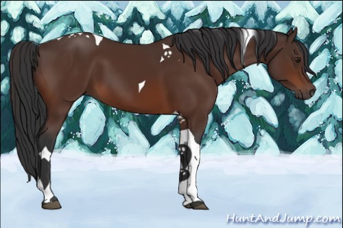 Horse Color:Brown Tobiano 