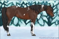 Horse Color:Brown Tobiano 